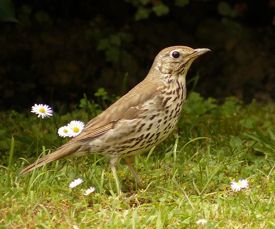 Род дроздовых. Певчий Дрозд (turdus philomelos). Дрозд обыкновенный. Певчий Дрозд - Ardiç kuşu. Дрозд Воробьинообразные.