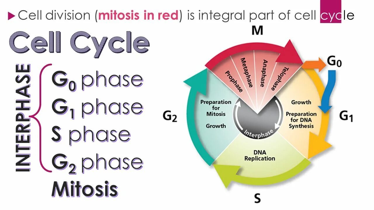 G0 Cell Cycle. G2 phase of Cell Cycle. G0 g1 s g2. G0 phase.