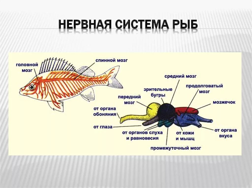 Появление головного мозга у рыб. Внутреннее строение рыб нервная система функции. Строение нервной системы рыб. Нервная система рыб и их функции. Нервная система рыб 7 класс биология.