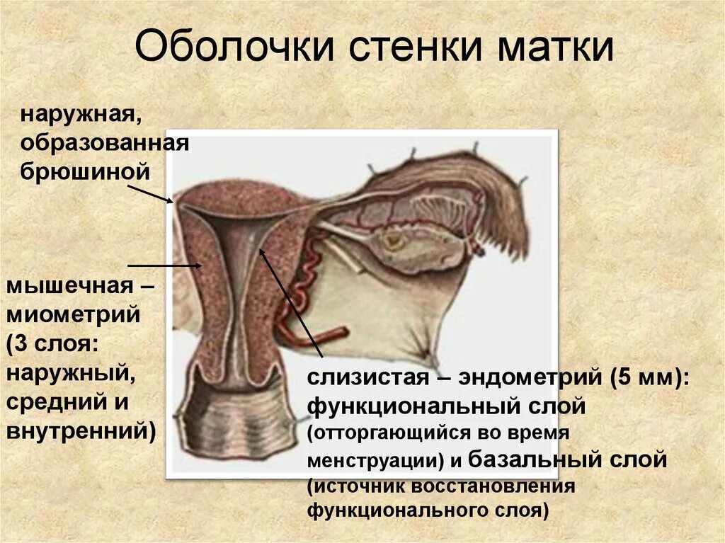 Слизистая стенок матки. Внутренние оболочки стенки матки. Наружная серозная оболочка матки. Внутренний слой стенки матки. Слои стенки матки (оболочки).