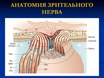 Офтальмология анатомия