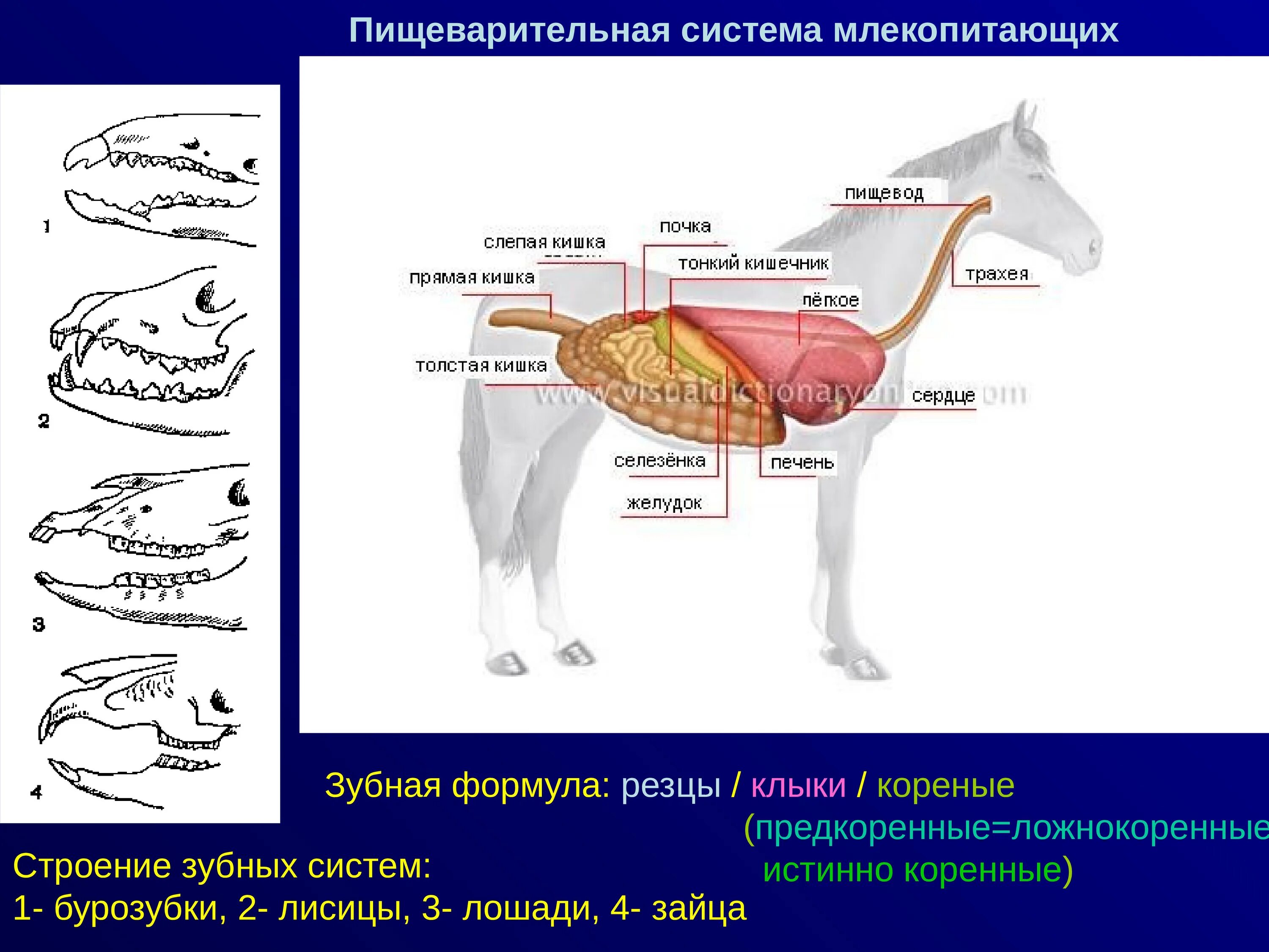 Печень у млекопитающих какая система