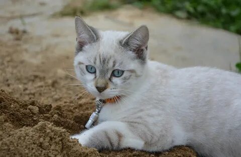 Cat cat dug