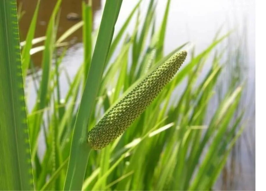 Ирный корень 3 буквы. Аир обыкновенный - acorus calamus. Аир обыкновенный - acorus calamus. Ирный корень 3 буквы. Ирный корень 3 буквы.