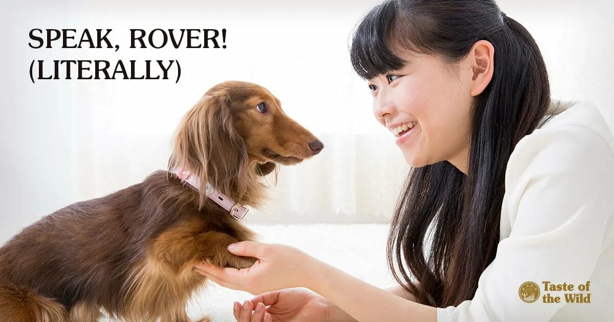 Talk your pets