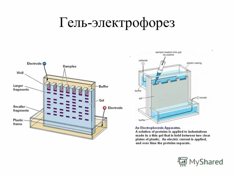 Схема установки для гель электрофореза Коллоидная химия презентация, доклад, проект скачать
