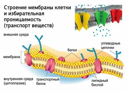 Мембрана проницаема