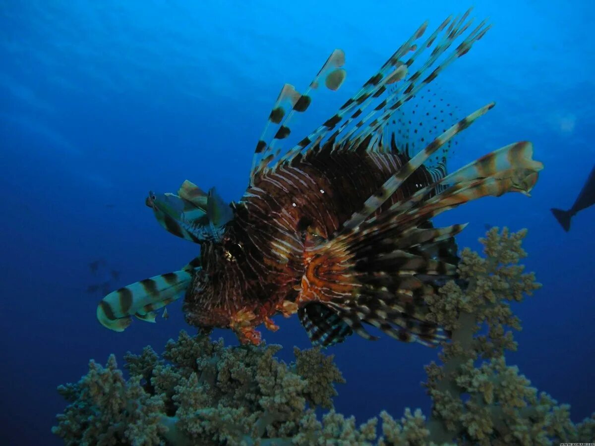 Средиземное море опасное. Рыбы средиземного моря крылатка. Лигурийское море (часть средиземного моря). Океан в агадире марокко. Средиземное море опасное.