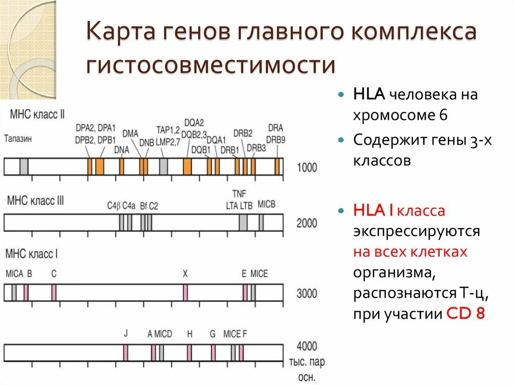 Антигены гистосовместимости 1 класса. Карта генов главного комплекса гистосовместимости. Гены главного комплекса гистосовместимости человека. MHC главный комплекс гистосовместимости. 3 гена расстояние