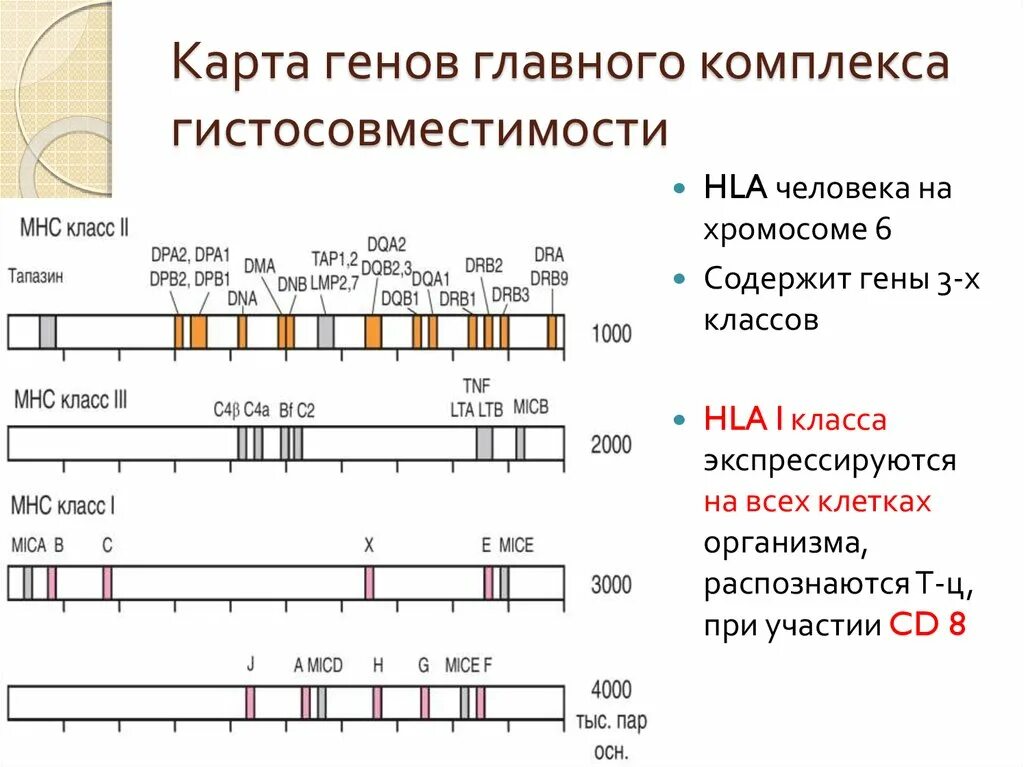 Карта ген 1