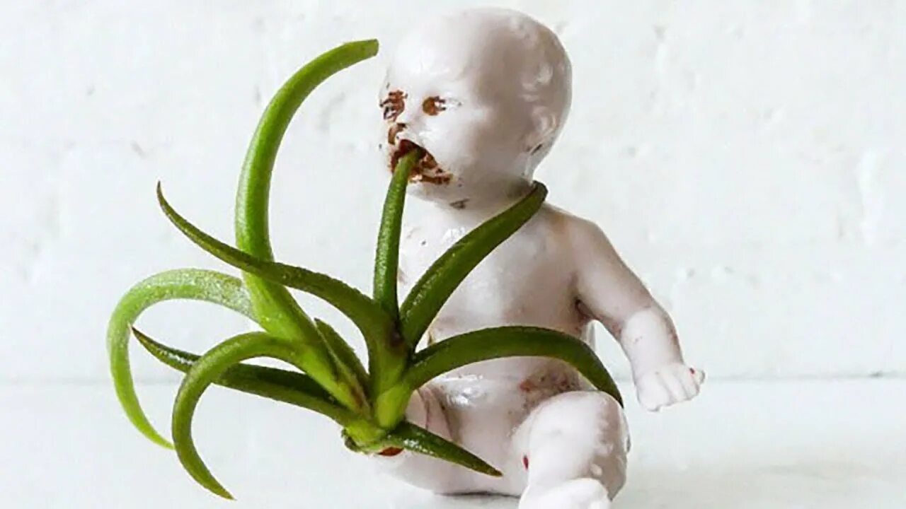 Baby plant. Страшные цветы. Горшок для цветов страшный. Кукла в цветочном горшке цветок. Цветочный горшок в виде головы.