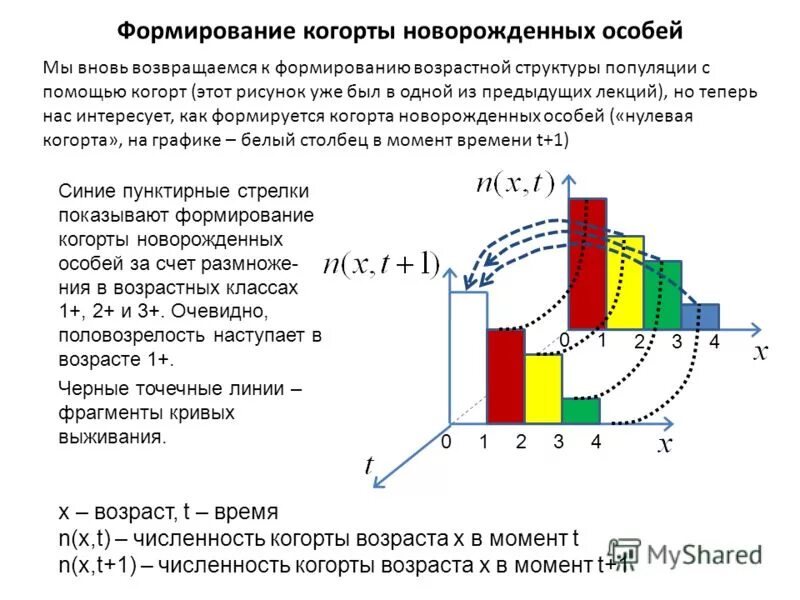 На формирование возрастной структуры. Тп возратасной структуры населения. Возрастной состав популяции пирамида. Типы возрастных пирамид популяции. Изменение возрастной структуры населения.