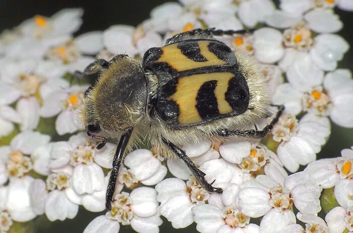 Gmelinoides fasciatus. Восковик полосатый. Жук пестряк полосатый. Beetle fly. Жук trichius fasciatus.
