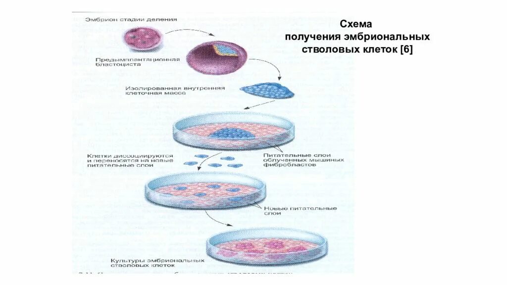 Схема стволовых клеток. Получение стволовых клеток. Эмбриональные клетки. Эмбриональных стволовых клеток.