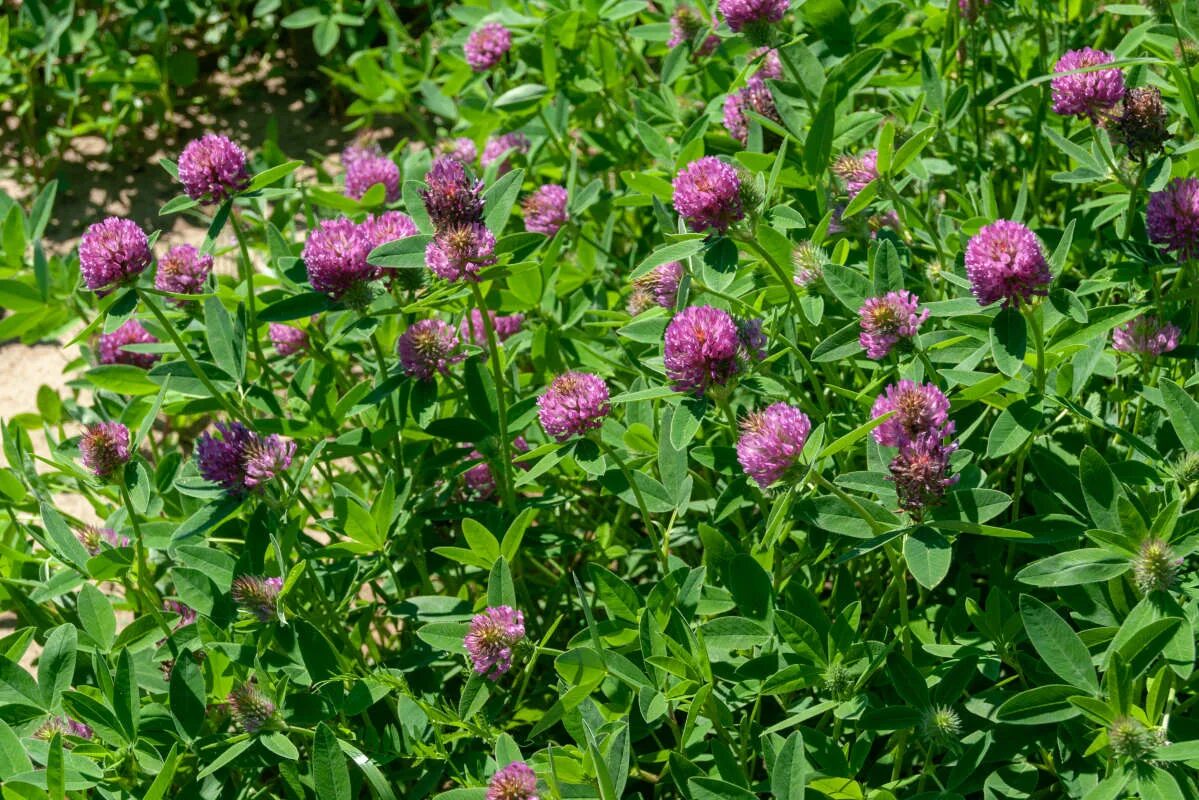 Клевер какая почва. Красный Клевер Trifolium pratense. Клевер ползучий Клевер Луговой Клевер гибридный. Клевер сидерат. Клевер гибридный сидерат.