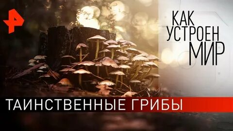 Как устроен мир с тимофеем