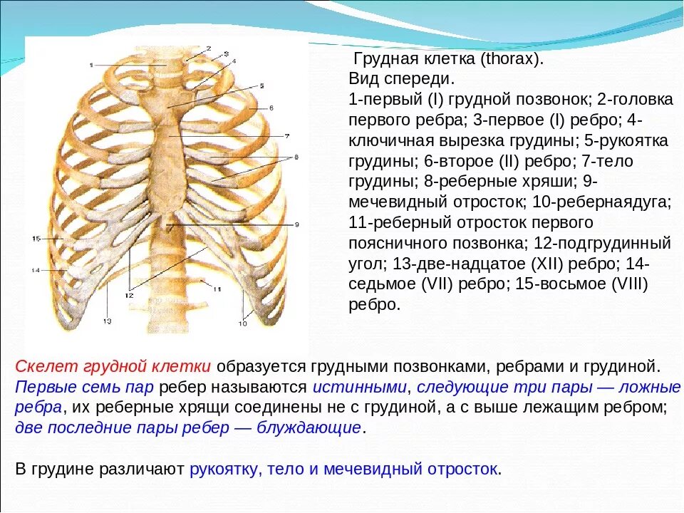 Скелет грудной клетки спереди. Строение грудной клетки мужчины спереди. Кости грудной клетки человека анатомия. Структура скелета грудной клетки.