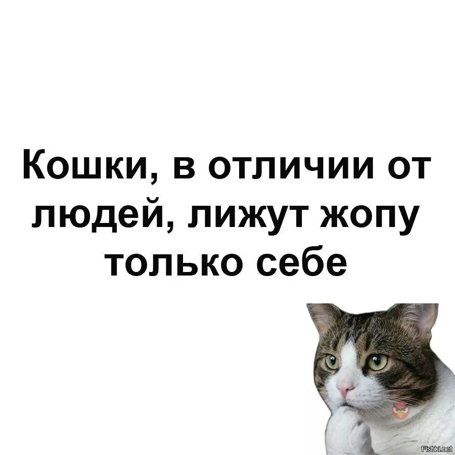 В отличие от вас. Кошки в отличие от людей. в отличие от людей кошки лижут. котики в отличии от людей. кошки в отличие от людей лижут только себе.