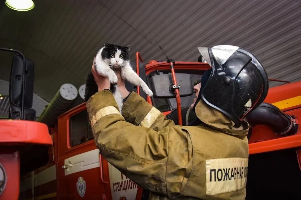 День спасения кошек. Пожарный спас кота. Коты пожарные. Пожарный с котенком.