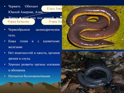Безногие представители