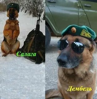 Когда становятся дембелем
