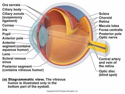 Eye parts
