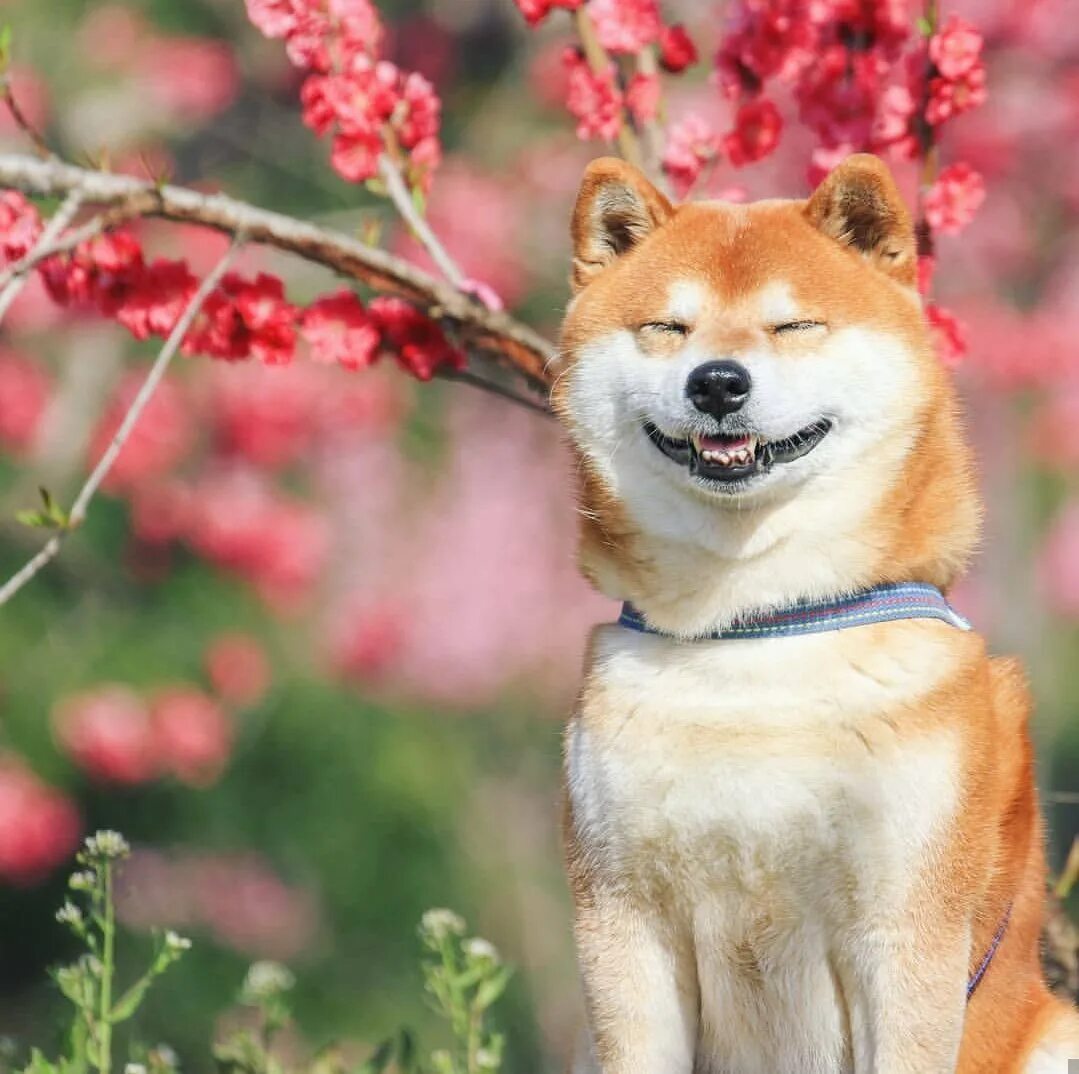 Собаки японская девочка. Акита-ину. Акита-ину. Акита-ину. Акита ину в японии.