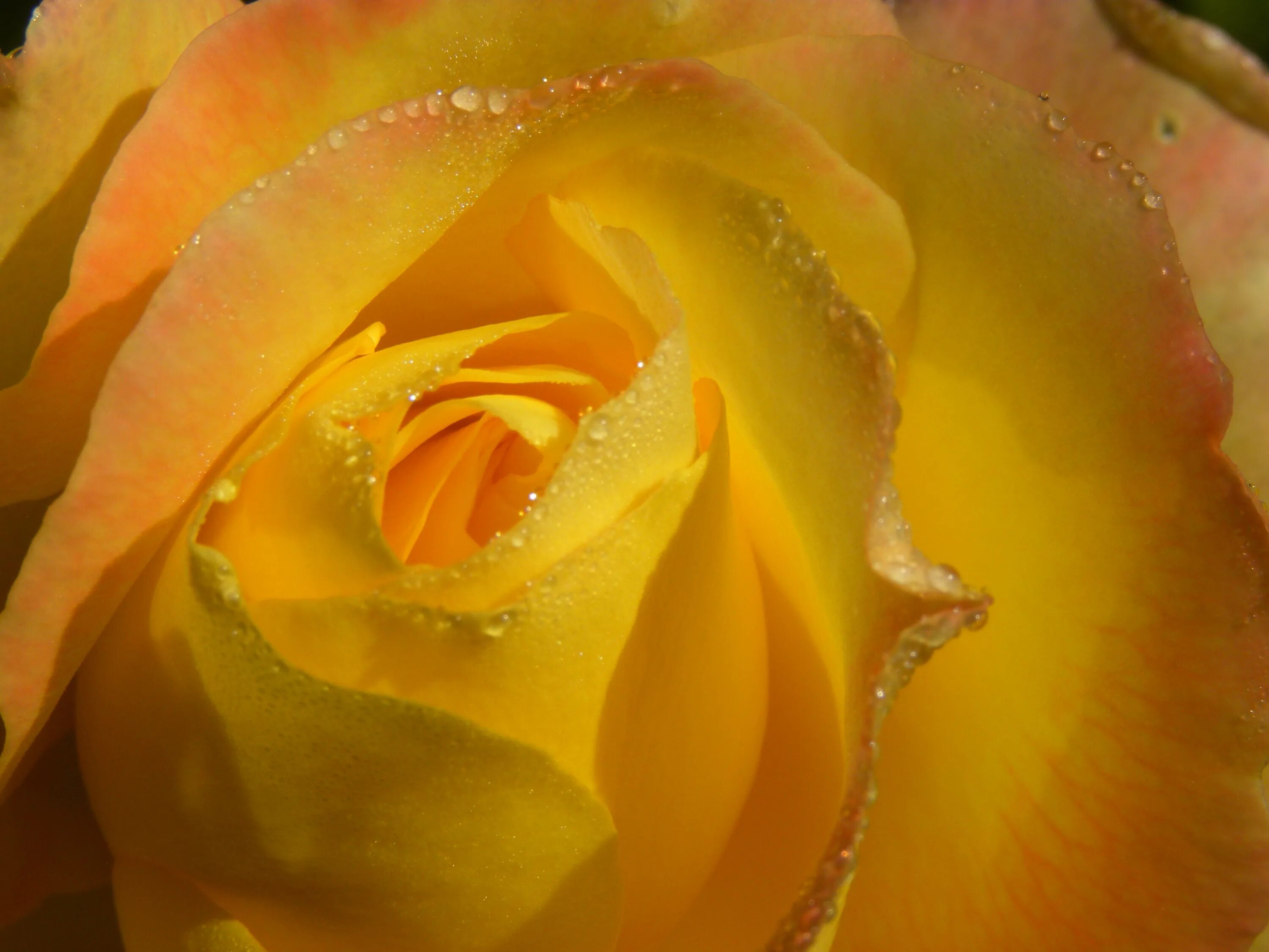 Желтоватые или розовые лепестки. Желтые розы. Лепестки роз жёлтые. Розочка желтая с. Желтые розы Макросъемка.