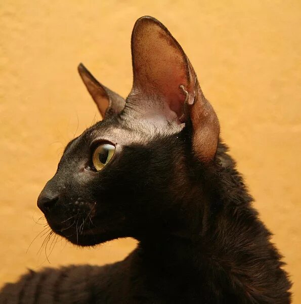 корниш рекс тигровый окрас. окрас циннамон у кошек девон рекс. корниш рекс кошка. корниш рекс в добрые руки. рекс в добрые руки.