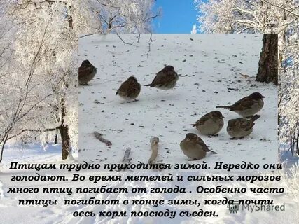 Трудно птицам зимой