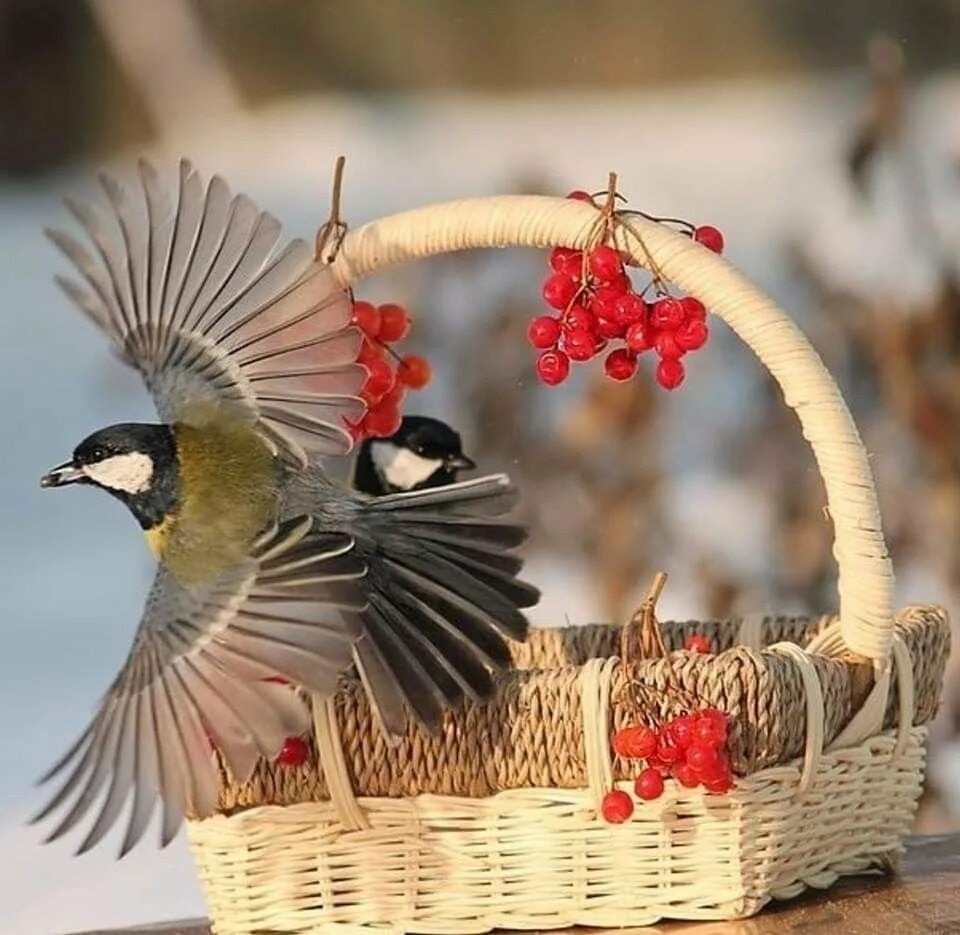 Добрый день птички. Птицы осенью. Птички с рябиной. Доброе утро синички зима. Синичка зимой.