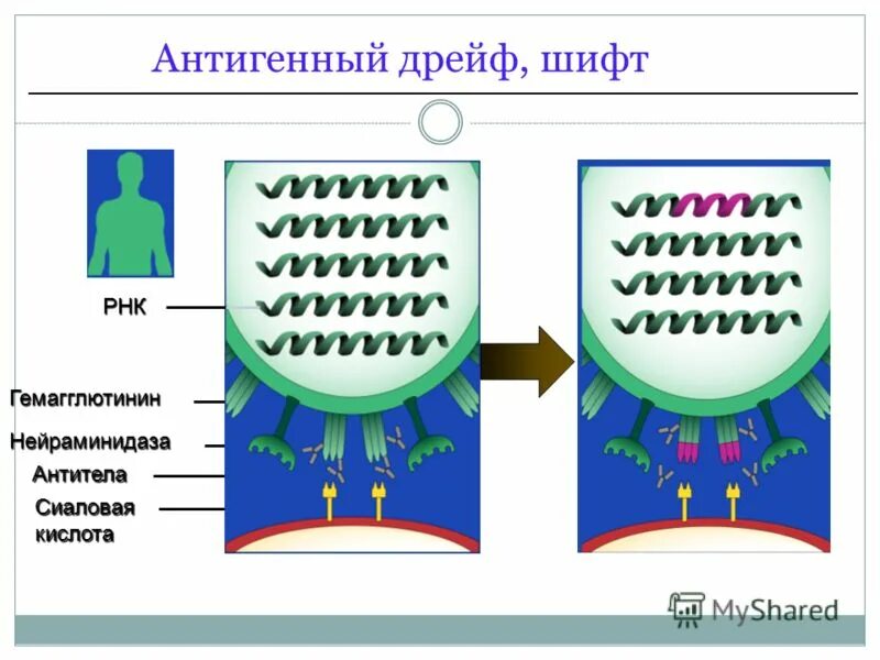 Антигенный дрейф вируса гриппа это. Шифт и дрейф вируса. Антигенная изменчивость. Изменчивость вируса гриппа. Механизмы изменчивости вирусов.