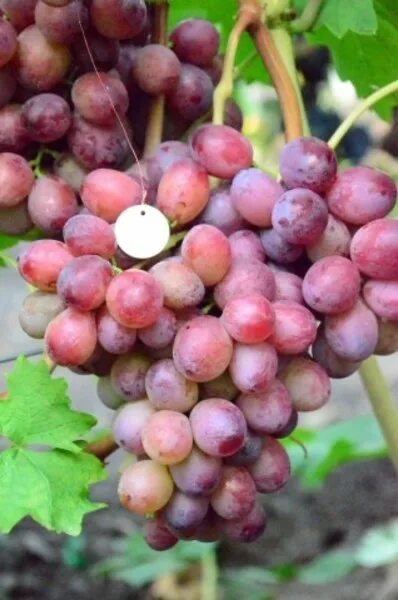 Виноград Альянс (Калугина В.М.) - описание, фото, характеристики Grapes, Fruit, 