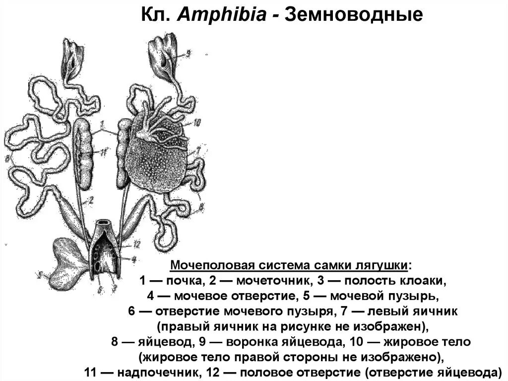 Половая система и размножение земноводных. Строение половой системы лягушки схема. строение мочеполовой системы земноводных. мочеполовую систему самцов и самок амфибии. мочеполовая система самки лягушки.