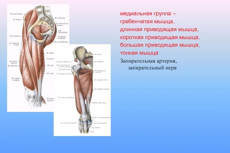 Функции приводящих мышц. Кровоснабжение гребенчатой мышцы. Гребенчатая мышца иннервация. Гребенчатая мышца бедра функции. Длинная приводящая мышца кровоснабжение.