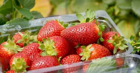 Pick strawberries