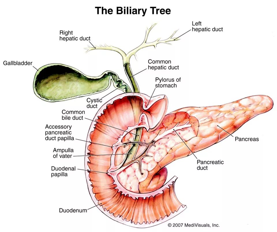 Поджелудочный желчный путь. Анатомия печень желчный пузырь протоки. Строение желудка и желчного пузыря. Желчный пузырь и поджелудочная анатомия. Печень желчный пузырь поджелудочная железа анатомия.