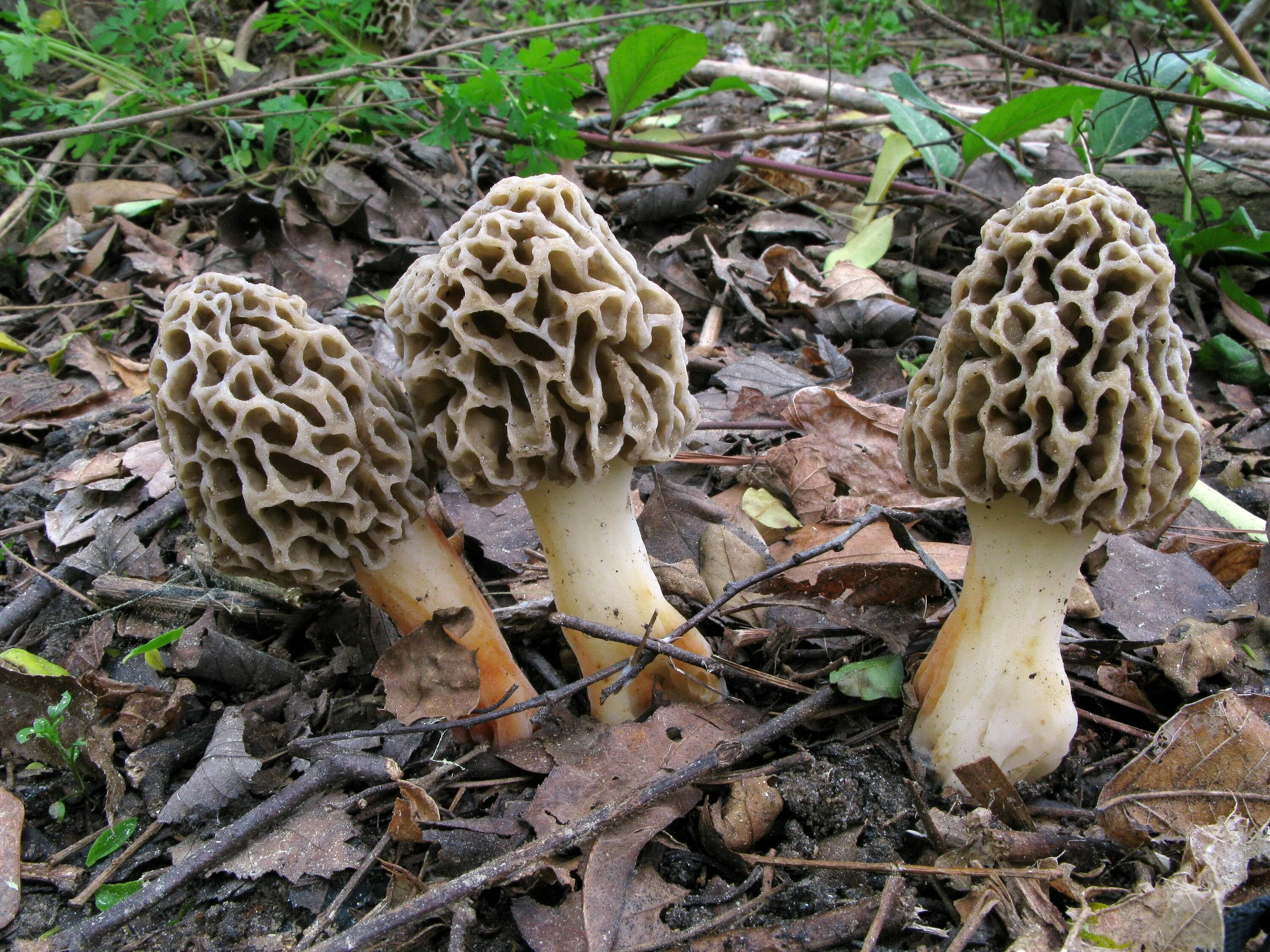 Грибы hongos ostra. Morchella septentrionalis. Грузинский мухомор. Грузинские грибы. Грузинский гриб