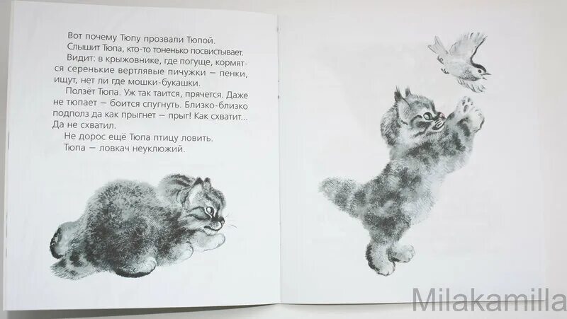 Почему тюпу прозвали тюпой. Котенок тюпа. почему тюпу прозвали тюпой рисунок. е чарушин почему тюпу прозвали тюпой.
