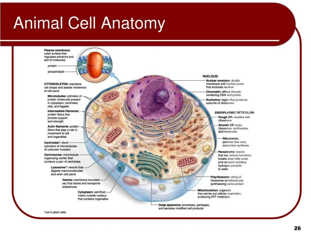 Cell contains. Did animal cell has cell membrane. biology master biology for you на русском. деревня клетки био. books about cellular anatomy.