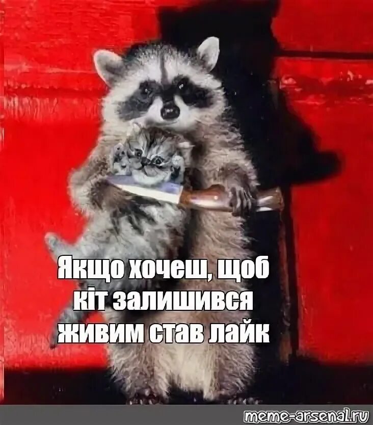 Кот лайк и енотиш. Кот лайк и енотиш