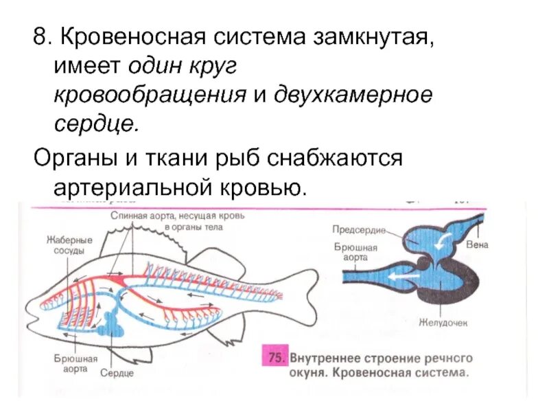 Функции кровеносной системы позвоночных