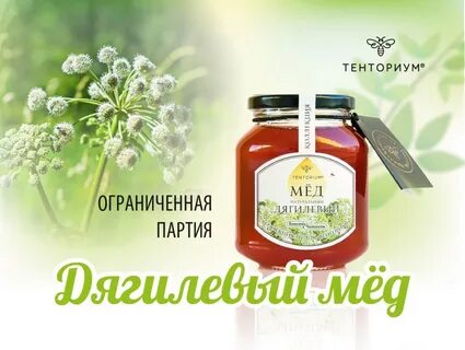 Полезные свойства дягилевых