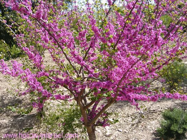 Цветущее дерево без листьев название. Иудино дерево (лат. cercis siliquastrum. дерево церцис крымский. церцис иудино дерево в сочи. багрянник (церцис канадский/иудино дерево) харт оф голд.