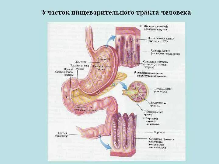 Пищеварительные железы пищеварительного тракта. Органы и пищеварительные железы пищеварительного тракта рисунок. Железы пищеварительного тракта рисунок 95. Железы пищеварительного тракта анатомия. Строение и функции пищеварительных желез