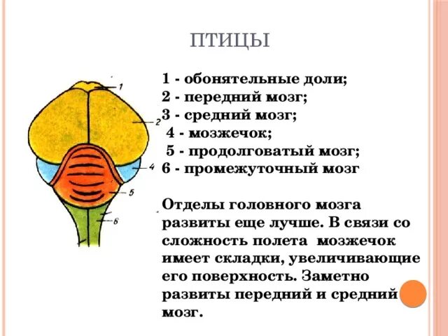 Как называется отдел головного мозга млекопитающих. Головной мозг птиц промежуточный мозг. Отделы головного мозга птиц обонятельные доли. Отделы мозга птиц промежуточный мозг. Головной мозг птицы 1 обонятельные доли.