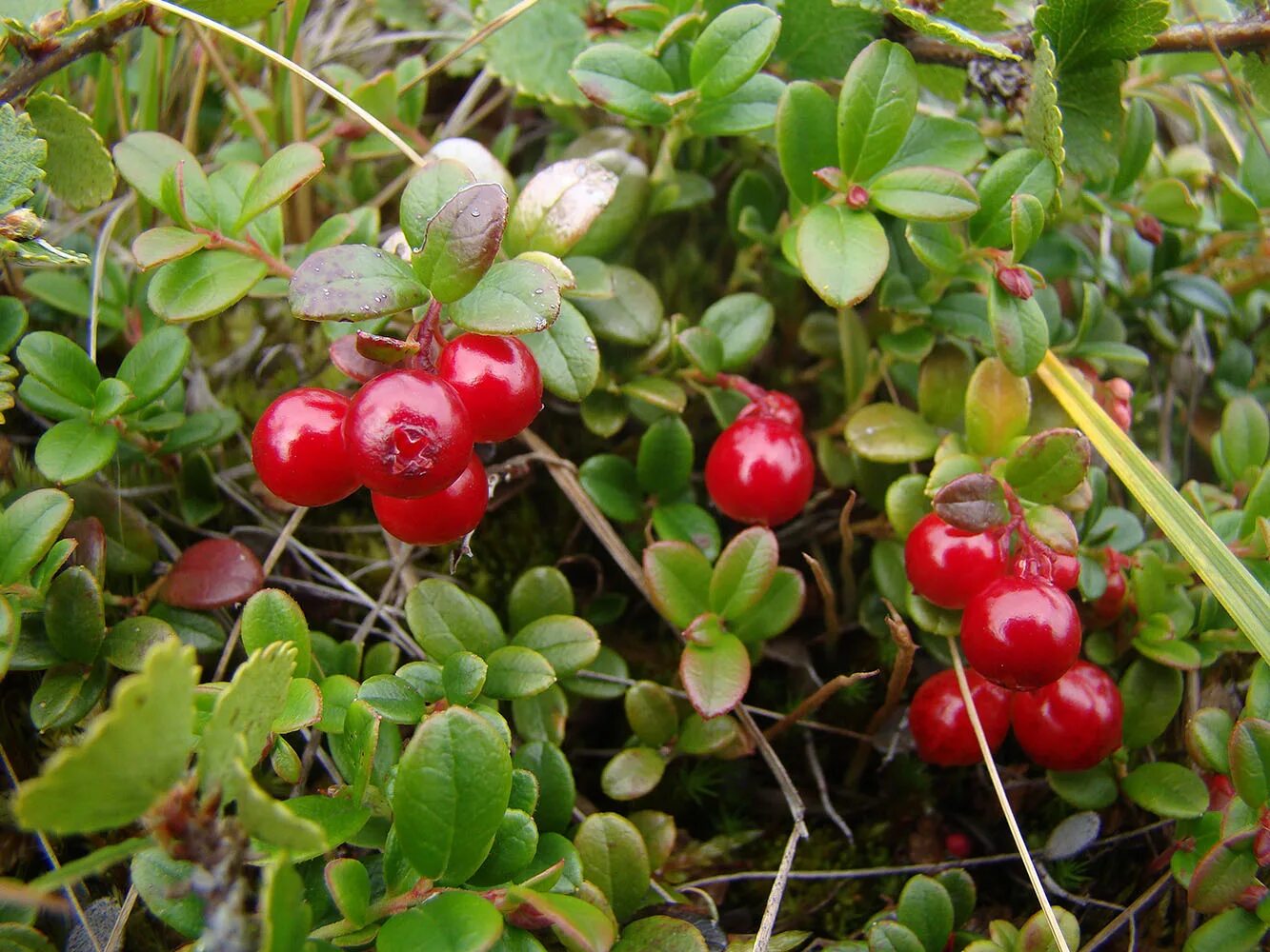 Vaccinium Vitis-idaea. Брусника Vaccinium Vitis-idaea Sanna. Брусника Плантариум. 9. Брусника - Vaccinium Vitis-idaea l..