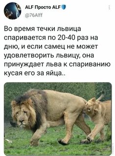 Че за лев этот тигр песня текст