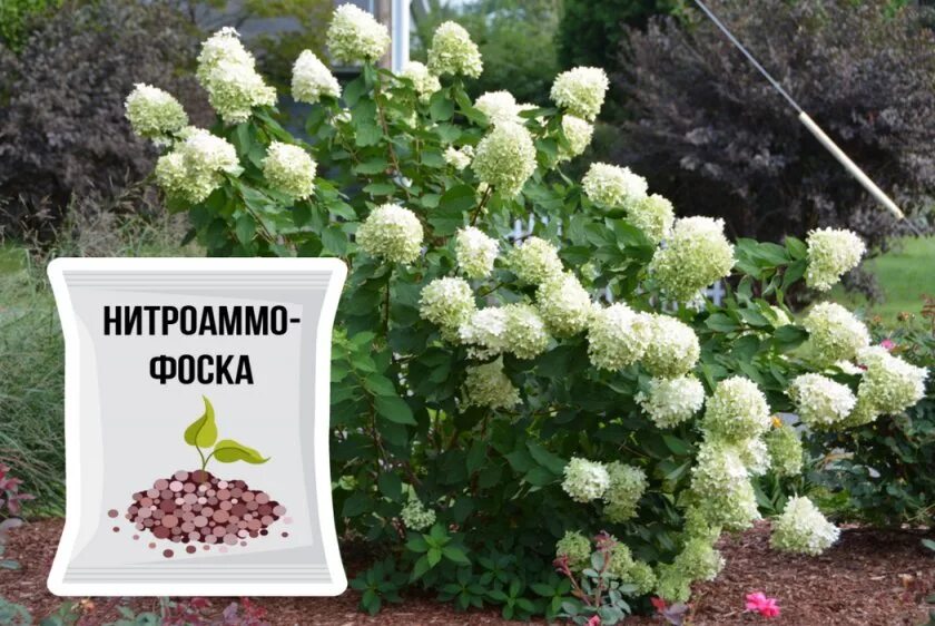 Обрезка гортензии метельчатой. Весенние обрезки гортензии. Обрезка метельчатой гортензии весной. Весенние обрезки гортензии. Корневая шейка у гортензии метельчатой.