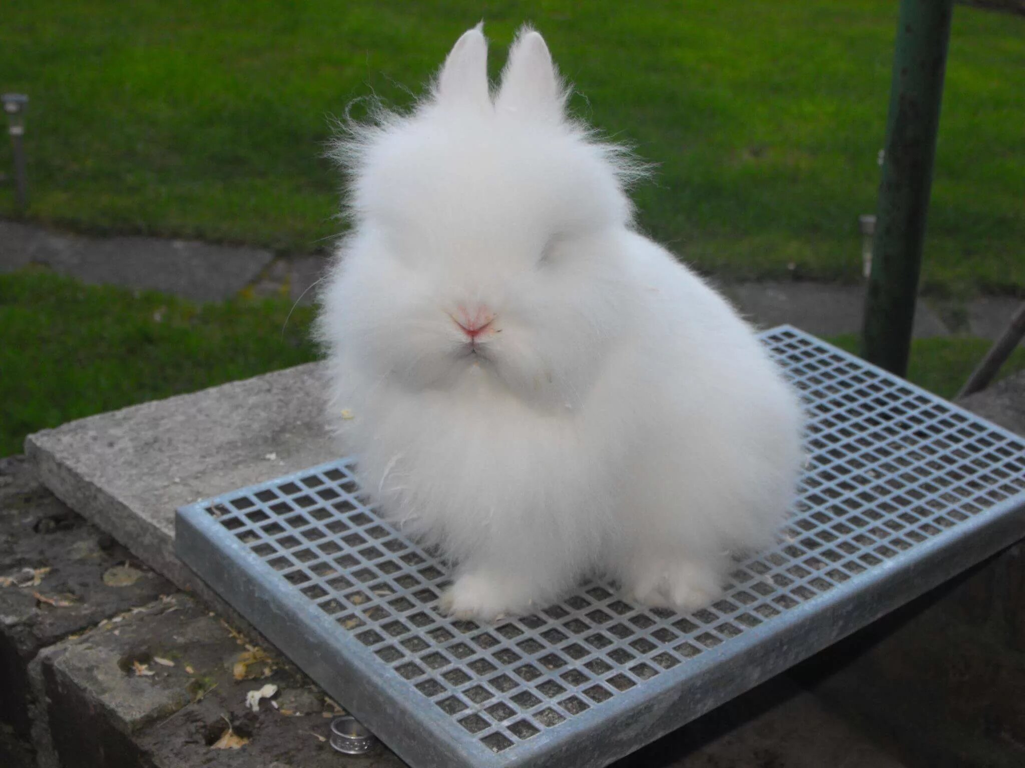 Ангора пушистая. Ангорский карликовый кролик. Ангорский пуховой кролик. Ангорский кролик вислоухий. Карликовый кролик белый ангорский.
